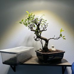 Ficus Bonsai
