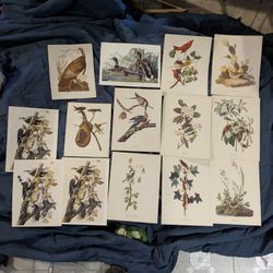 Rare Hand Colored Audobon Society Vintage Prints