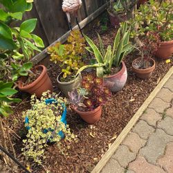 Succulents 