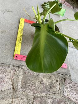 philodendron im schlafzimmer Philodendron scandens