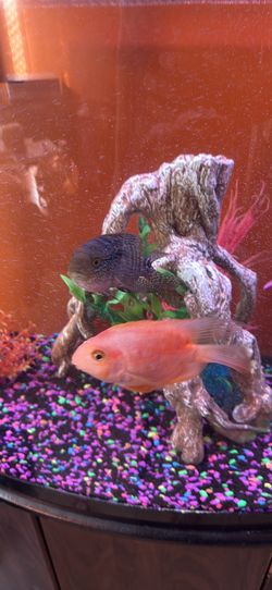 Fish Tank