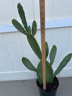 Edible cactus (Nopal ). Plant in 5 gl.