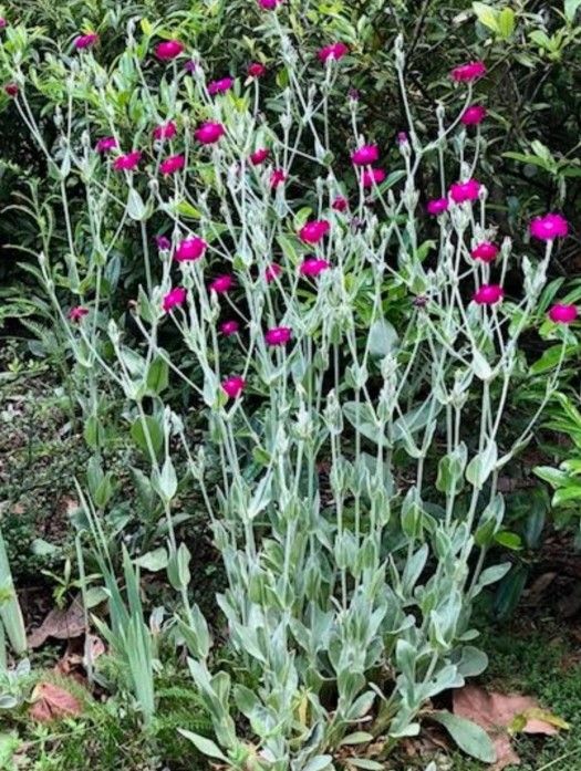 Beautiful Rose Campion Plants 