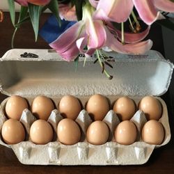 Backyard eggs (100% cruelty free!)