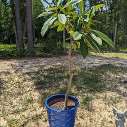 Plumeria Tree 