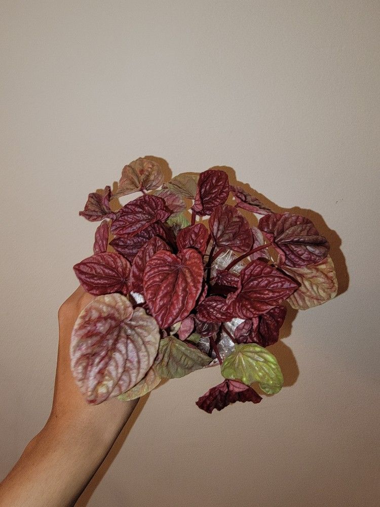 Plants For Sale