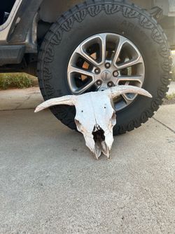 Texas Longhorn Style Cow Skull