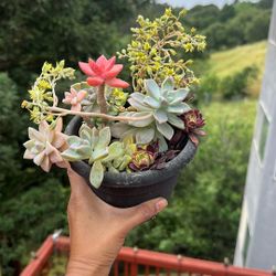 Live Succulent Arrangement 