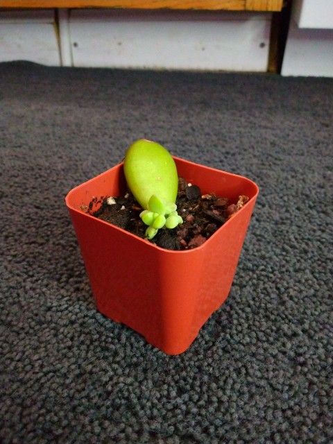 Sedum Succulent Starter