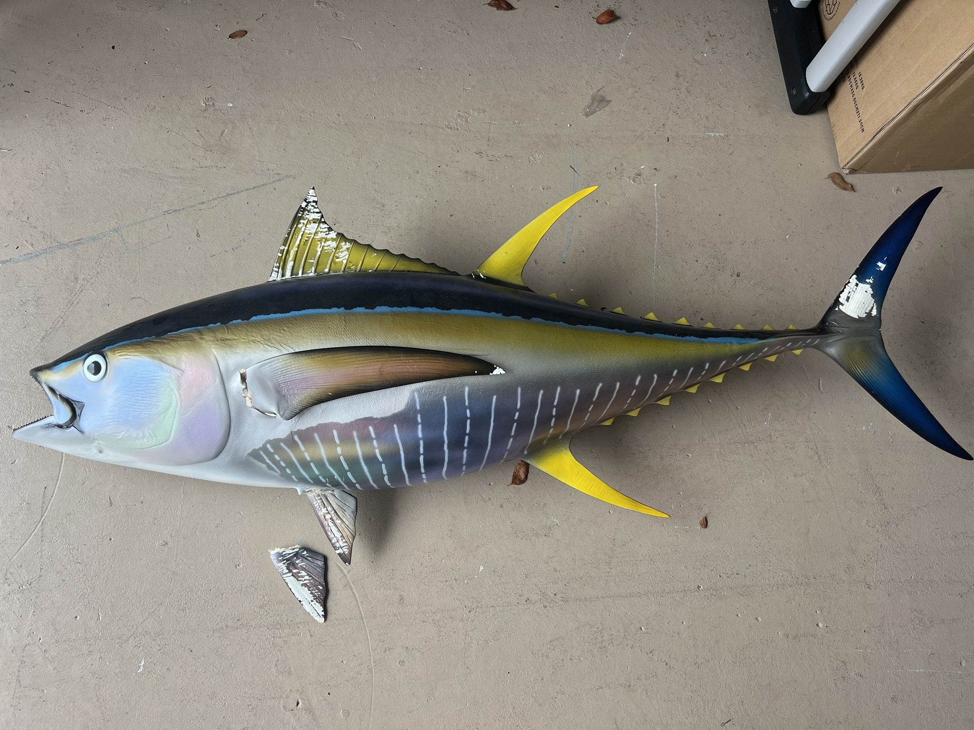 Yellowfin Tuna Taxidermy Mount Needs Repair