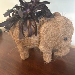 Black Rose Succulent With Planter New