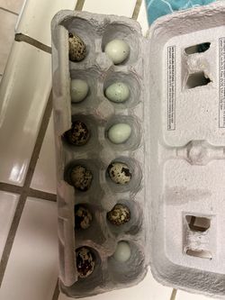 Quail Eggs/ Quail Wings