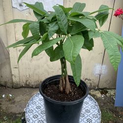 Indoor Money tree plant