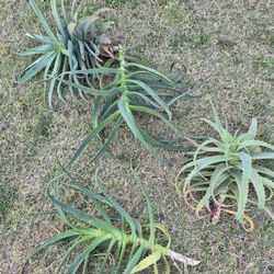 Savila Aloe''FREE" Today only