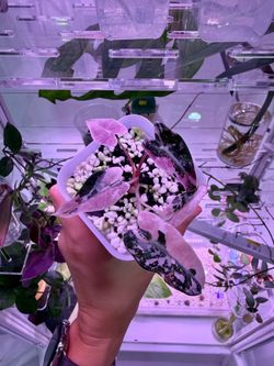 Alocasia Pink Bambino