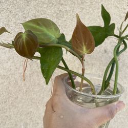 Philodendron Camposportaonum Plant CUTTING- Rooted