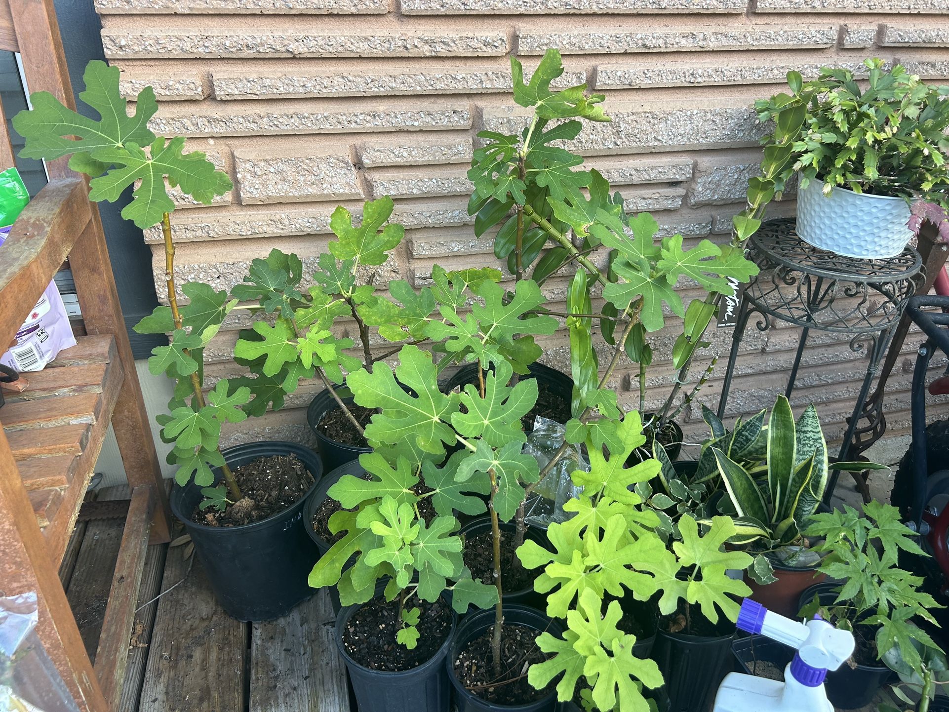 RARE GE Neri Italian Fig Tree