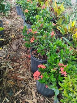 Dwarf ixora Plants 3gl $6