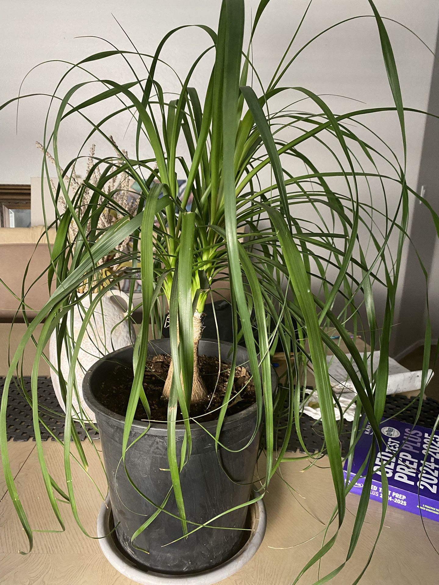 Plant