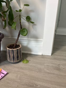 Pilea Peperomioides Plant in Striped Pot