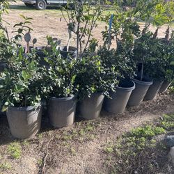8 Ligustrum 15 Gl, 4 Pink Guava 15 Gl.