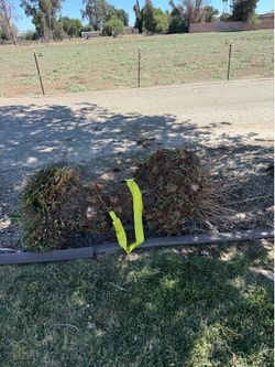 Fresh pulled sago Palm