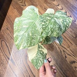 Indoor Houseplants Monstera Crème Brûlée 4”