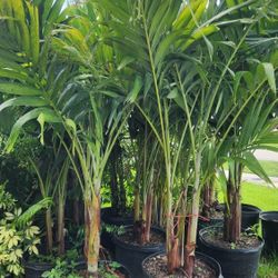 Spectacular Christmas Palms About 6 Feet Tall!!! Fertilized! Adonidias Plants Single,  Double And Triple. 