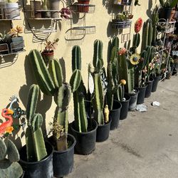 Cactus 🌵 Aloe Vera And Many Plants May 10,11,12