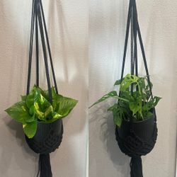 Hanging Live Plant- $22 Each