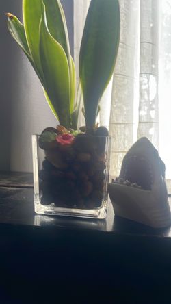 Snake plant    Planta serpiente