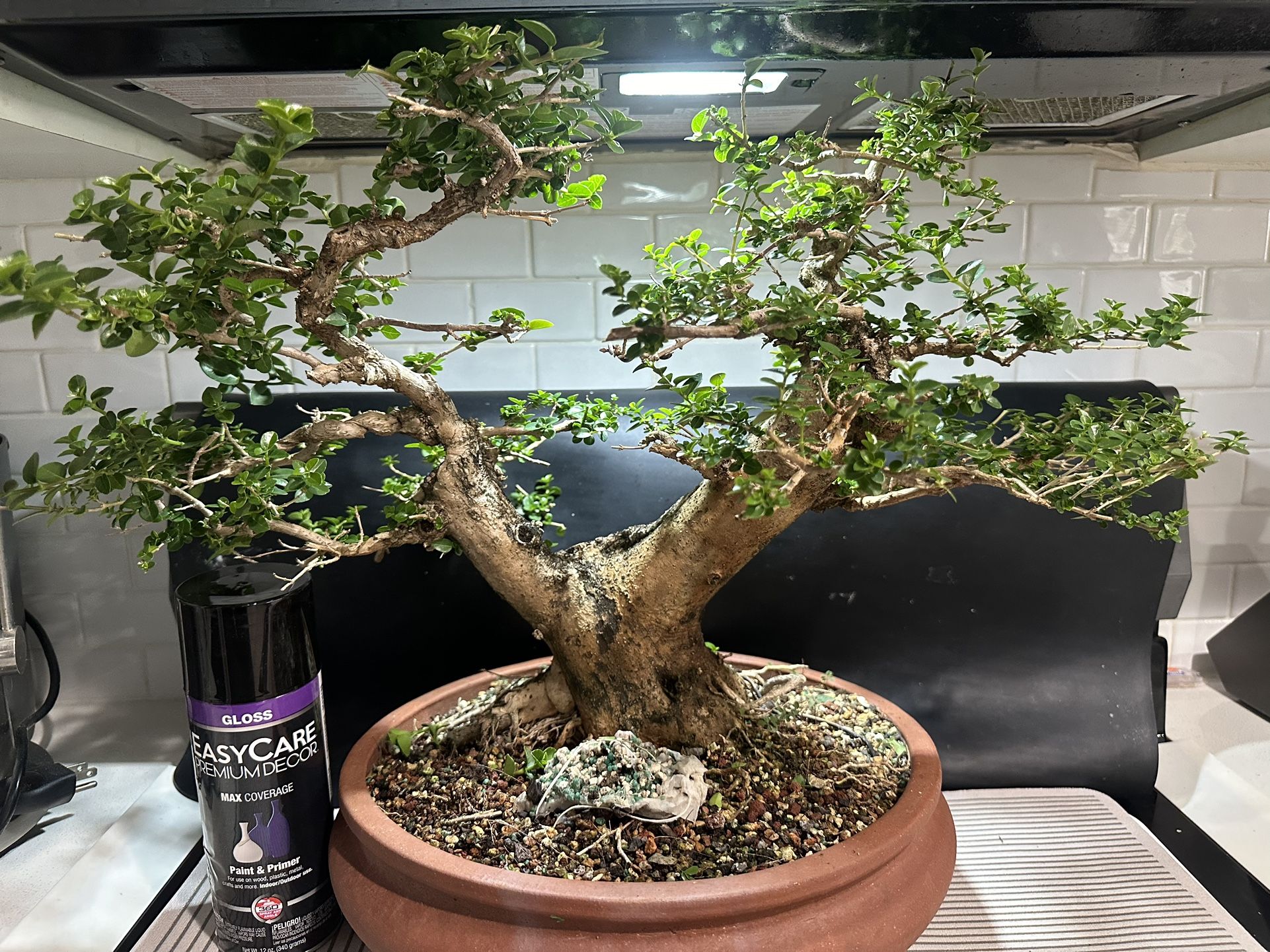 BONSAI PEMNA Specimen, Huge Base