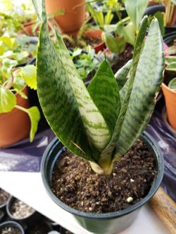 Sansevieria Laurentii Snake Plant