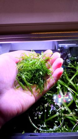 Java Moss