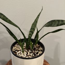 Snake Plants** White Ceramic Pots Not Included 