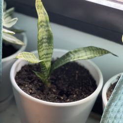 Small snake plant