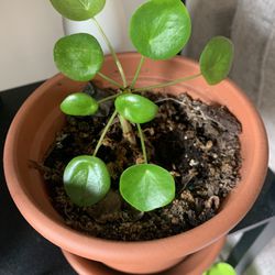 Small Plant 