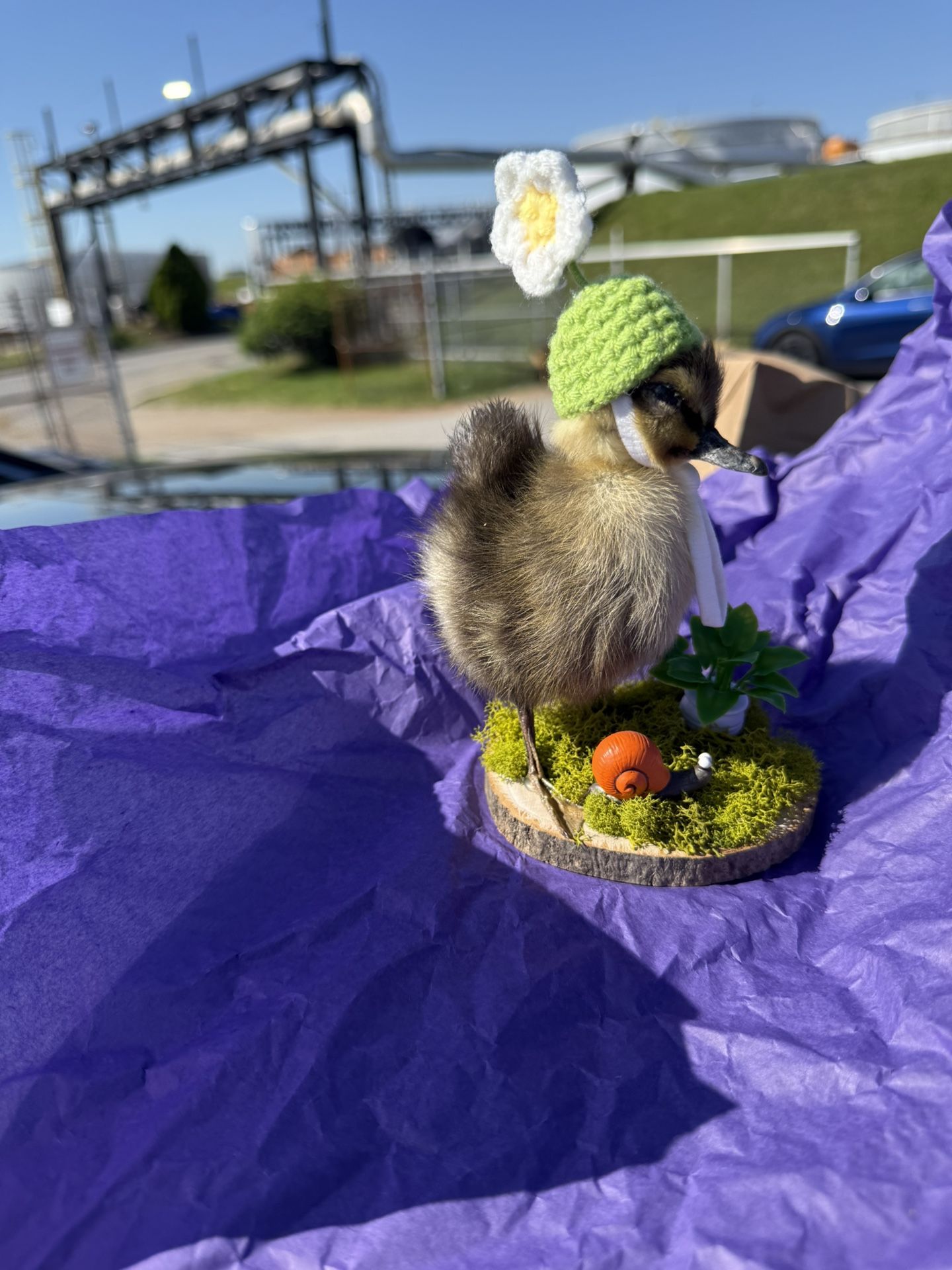 Taxidermy Duckling (spring Theme)