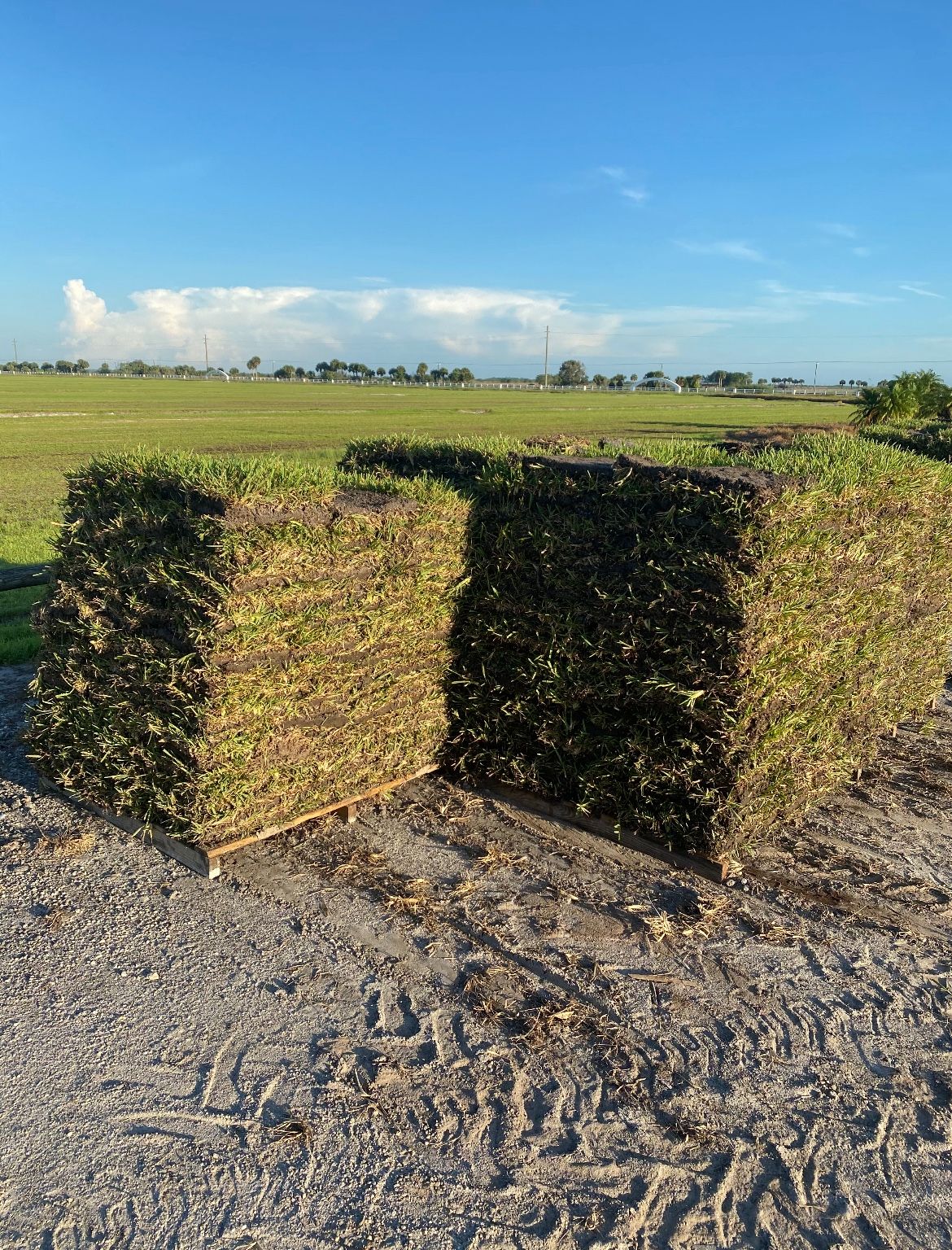 Grass Delivered • Grama Entraga