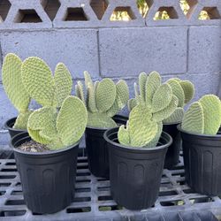 Prickly Pear Cactus Plants For Sale