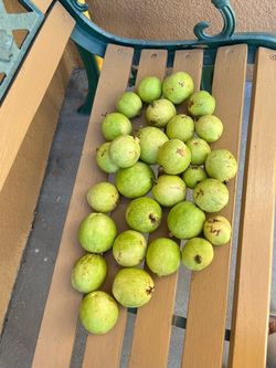 Guavas organic ( guayabas organicas