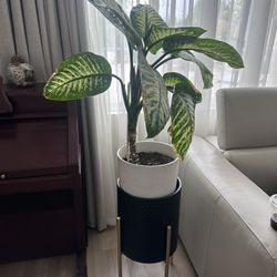 Plants, Vases, Decorations 