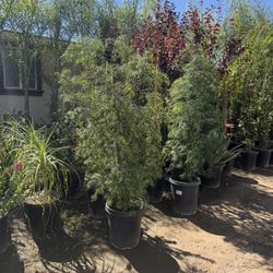 Podocatpus 15 Gal