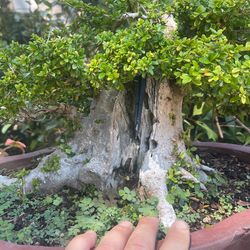 Huge Nia Bonsai Tree for Sale in Whittier, CA - OfferUp