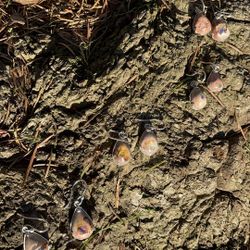 Matrix Opal Earrings