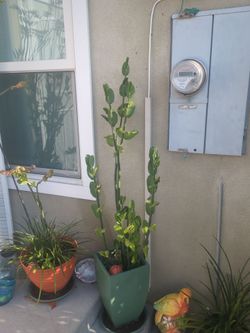 Slipper succulants humming birds LOVE THEM