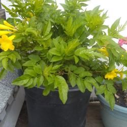 Plantas Naturales