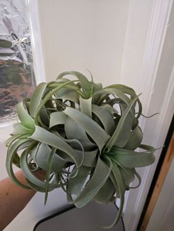 New Set Of 3 Large Artificial Air Plants Home Decor