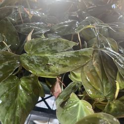 Philodendron Micans Plant