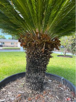 Medium Sized Sago Palm Tree